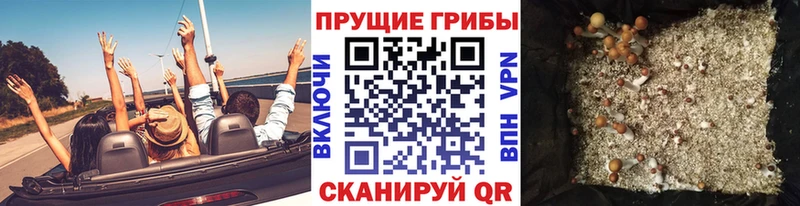 Купить где  Дагестанские Огни  Галлюциногенные грибы GOLDEN TEACHER 
